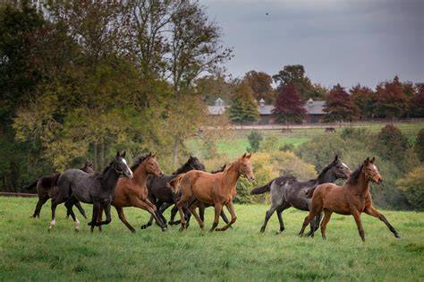 Vue panoramique du haras avec des chevaux