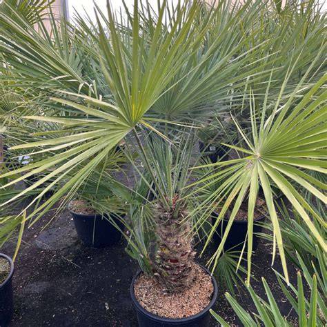 Palmier nain (Chamaerops humilis) au Maroc