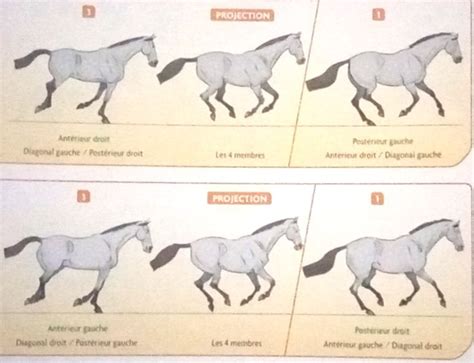 Schéma du rythme ternaire du galop du cheval