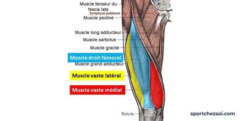 Anatomie musculaire de la cuisse du cheval