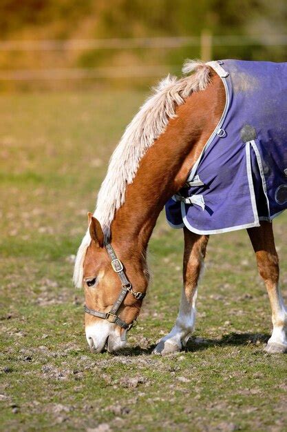 Cheval Haflinger dans un pré verdoyant