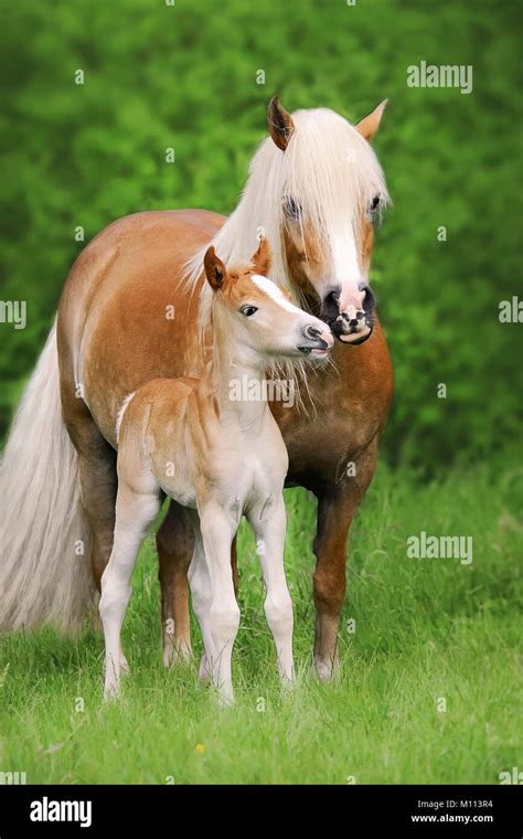 Poulain Haflinger avec sa mère