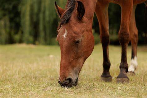 Cheval dans un pré en automne