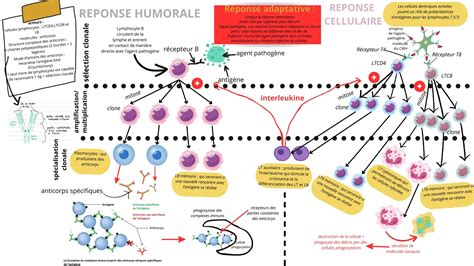 Schéma illustrant le système COMBO de couvertures