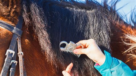 Cheval recevant un soin