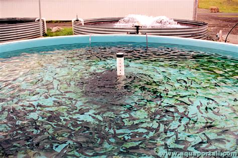 Poissons d'élevage dans un centre aquacole
