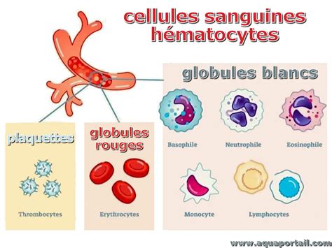 Schéma des différentes cellules sanguines