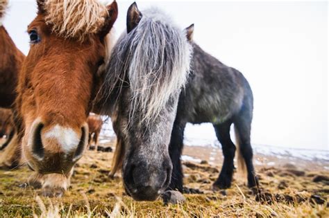 Poney Shetland broutant dans un pré