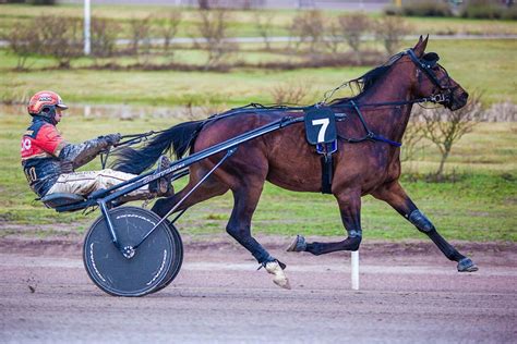 Jument de course en pleine action