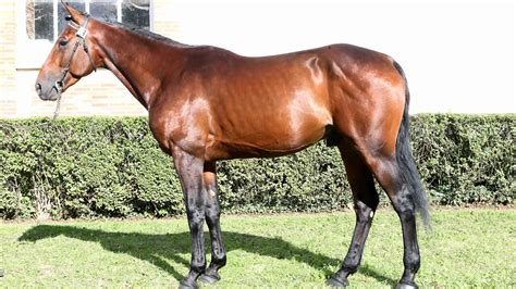 Cheval Trotteur Français en action