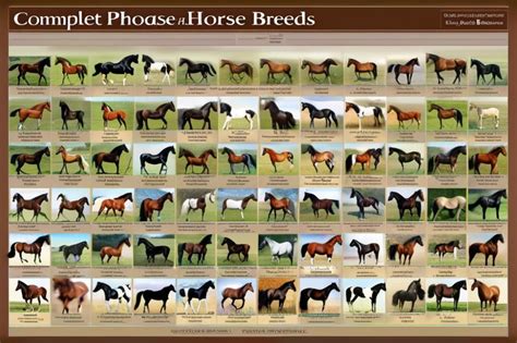 Tableau des races de chevaux de sport et leurs Stud-Books