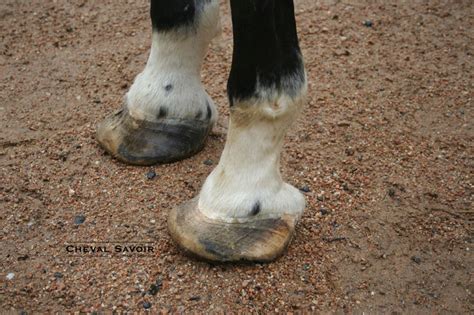 Cheval souffrant de fourbure