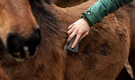 Cheval en train d'être brossé avec une brosse dure