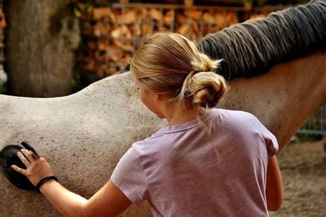 Différents types d'étrilles pour chevaux