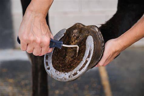 Un cheval avec un sabot nettoyé par un cure-pied