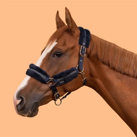 Cheval portant un licol moumoute