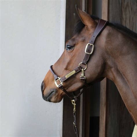 Cheval avec un licol en cuir moumoute