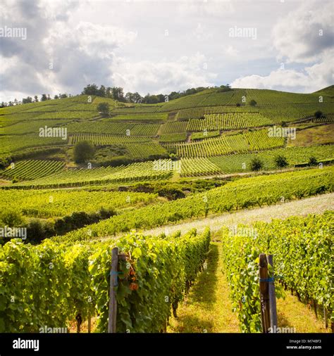 Paysage de vignoble vallonné