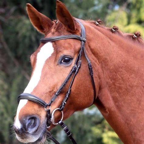 Cheval en robe ibérique avec un bridon élaboré