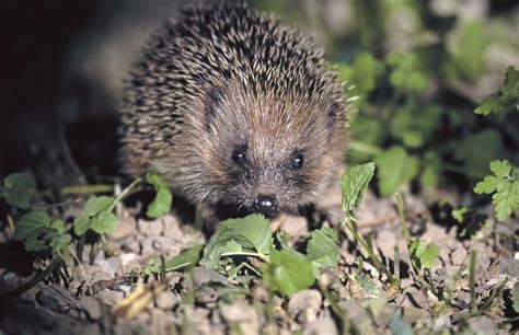 Détail des hérissons et des plateaux éparpilleurs en Hardox