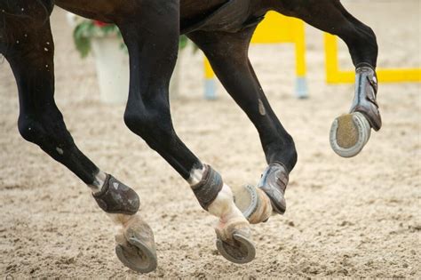 Cheval avec des guêtres marron