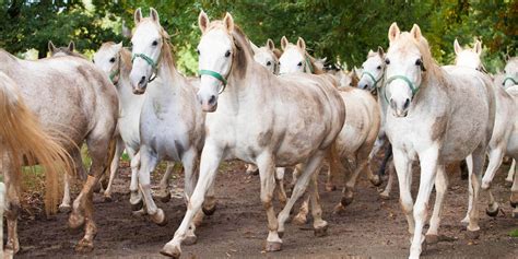 Haras de Lipica en Slovénie
