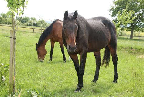Chevaux au pré dans la campagne de l'Hérault