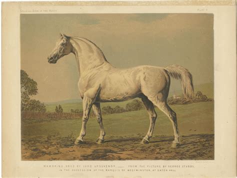 Cheval celte dans une gravure ancienne