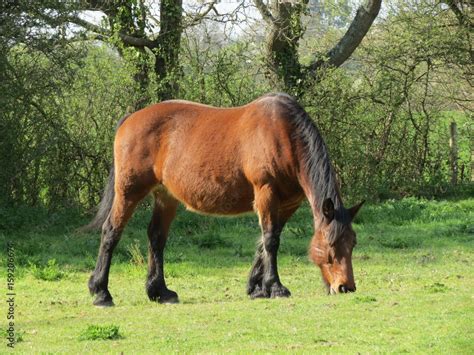 Cheval Breton moderne dans un pré