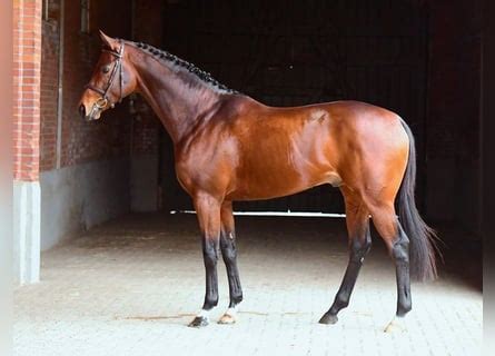 Turgeon, étalon Pur-Sang Anglais de 32 ans