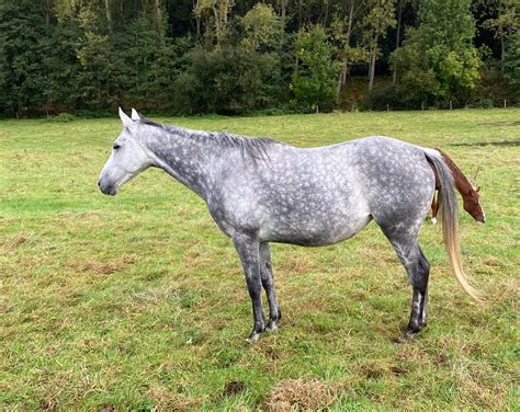 Diagramme morphologique d'un Pur Sang Anglais