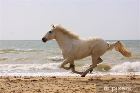 Cheval au galop sur une plage