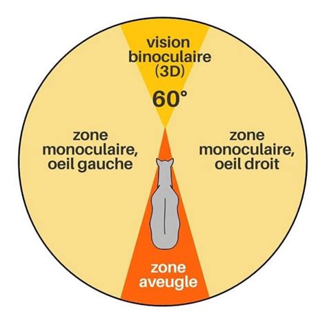 Schéma illustrant le champ de vision d'un cheval avec un œil affecté