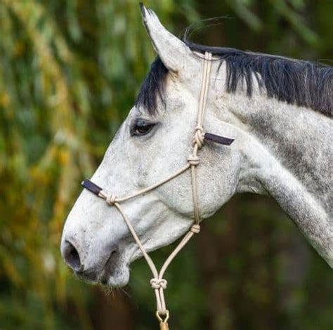 Cheval portant un licol éthologique