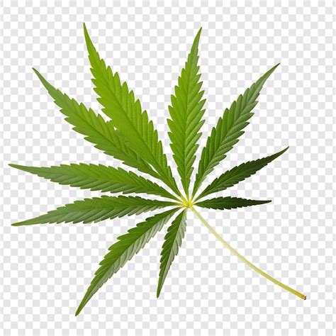 Feuilles de cannabis
