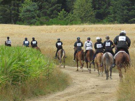Cheval d'endurance en pleine course