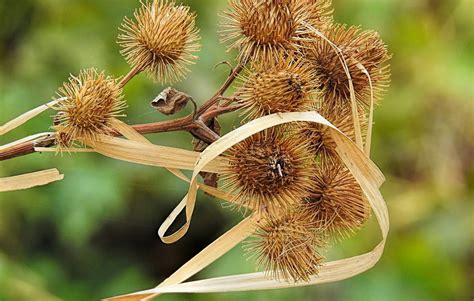 Illustration microscopique des crochets du chardon bardane.