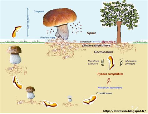 Diagramme illustrant le cycle de vie du champignon S. leguminicola et son impact sur le fourrage