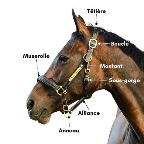 Diagramme montrant les points de réglage d'un licol