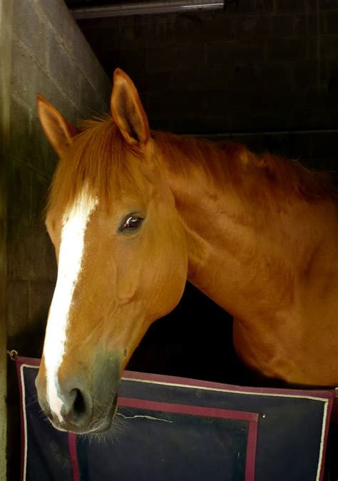 Cheval dans un box de haras