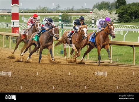Course de chevaux pur-sang