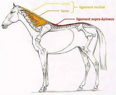 Schéma d'anatomie du dos d'un cheval