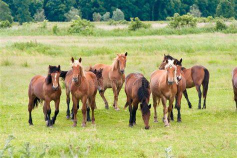 Chevaux en groupe dans un pré