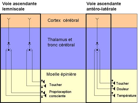 Schéma illustrant la placentite ascendante