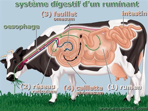Schéma du système digestif d'un ruminant