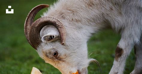 Chèvre mangeant une pomme