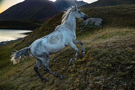 Cheval gris brossé par son propriétaire