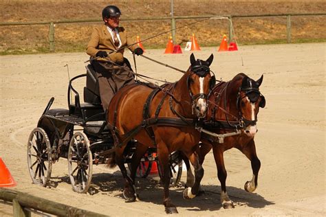 Attelage de chevaux participant à une épreuve