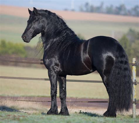 Frison noir en action lors d'une démonstration de dressage