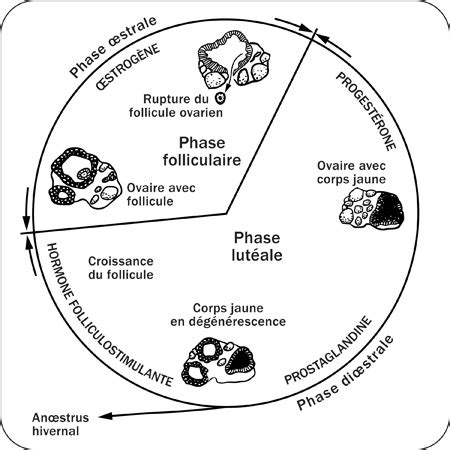 Illustration du cycle œstral de la jument